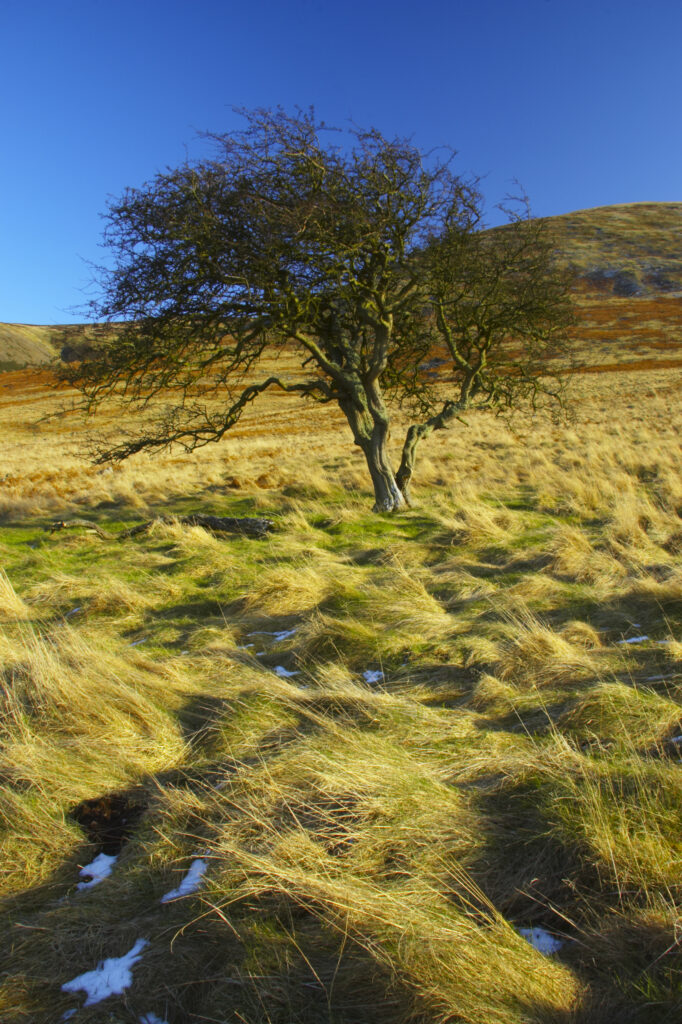 England, Northumberland, Northumberland National Park. The typical landscape encountered on the St Cuthberts way long distance track near Hethpool Mill as the track continues from the start of the College Valley to the town of wooler - the self proclaimed gateway to the cheviots and the Northumberland National Park