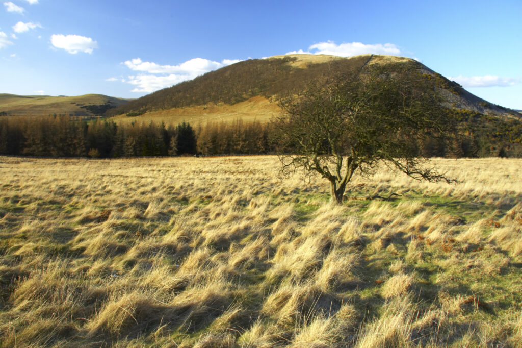 England, Northumberland, Northumberland National Park. The typical landscape encountered on the St Cuthberts way long distance track near Hethpool Mill as the track continues from the start of the College Valley to the town of wooler - the self proclaimed gateway to the cheviots and the Northumberland National Park