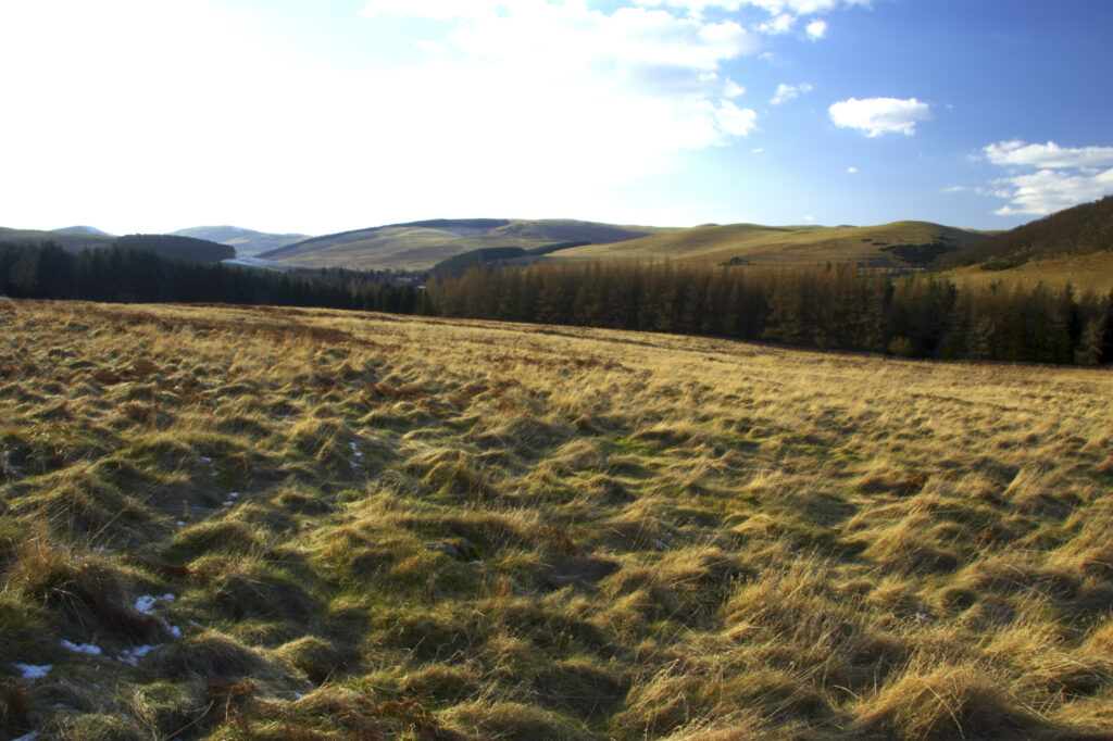 England, Northumberland, Northumberland National Park. The typical landscape encountered on the St Cuthberts way long distance track near Hethpool Mill as the track continues from the start of the College Valley to the town of wooler - the self proclaimed gateway to the cheviots and the Northumberland National Park
