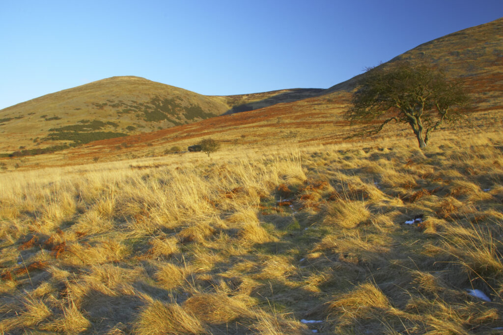 England, Northumberland, Northumberland National Park. The typical landscape encountered on the St Cuthberts way long distance track near Hethpool Mill as the track continues from the start of the College Valley to the town of wooler - the self proclaimed gateway to the cheviots and the Northumberland National Park
