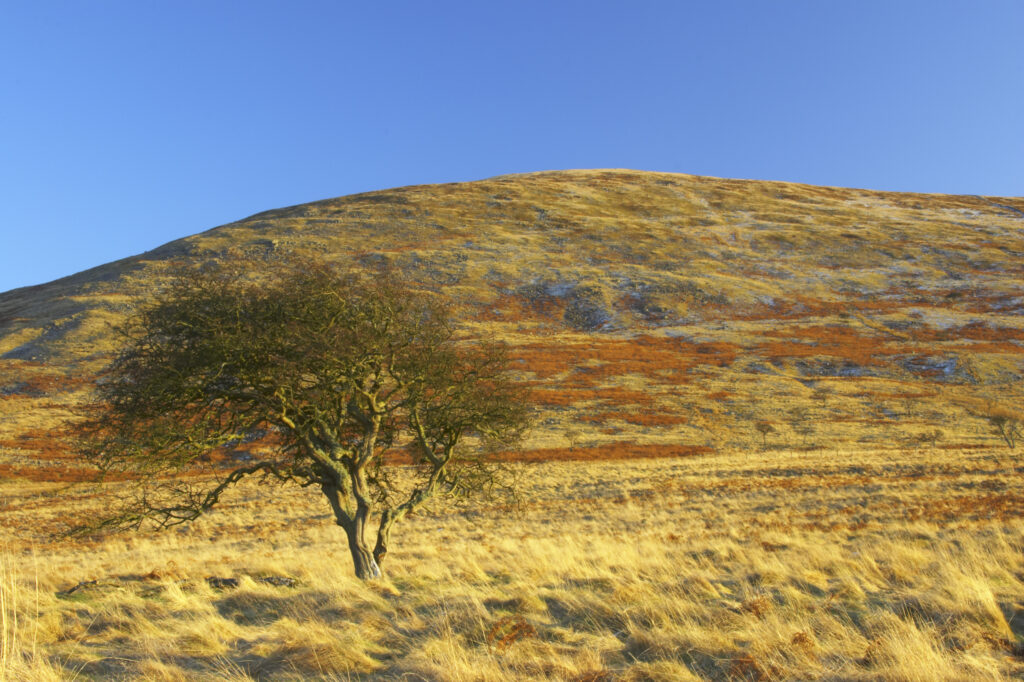 England, Northumberland, Northumberland National Park. The typical landscape encountered on the St Cuthberts way long distance track near Hethpool Mill as the track continues from the start of the College Valley to the town of wooler - the self proclaimed gateway to the cheviots and the Northumberland National Park