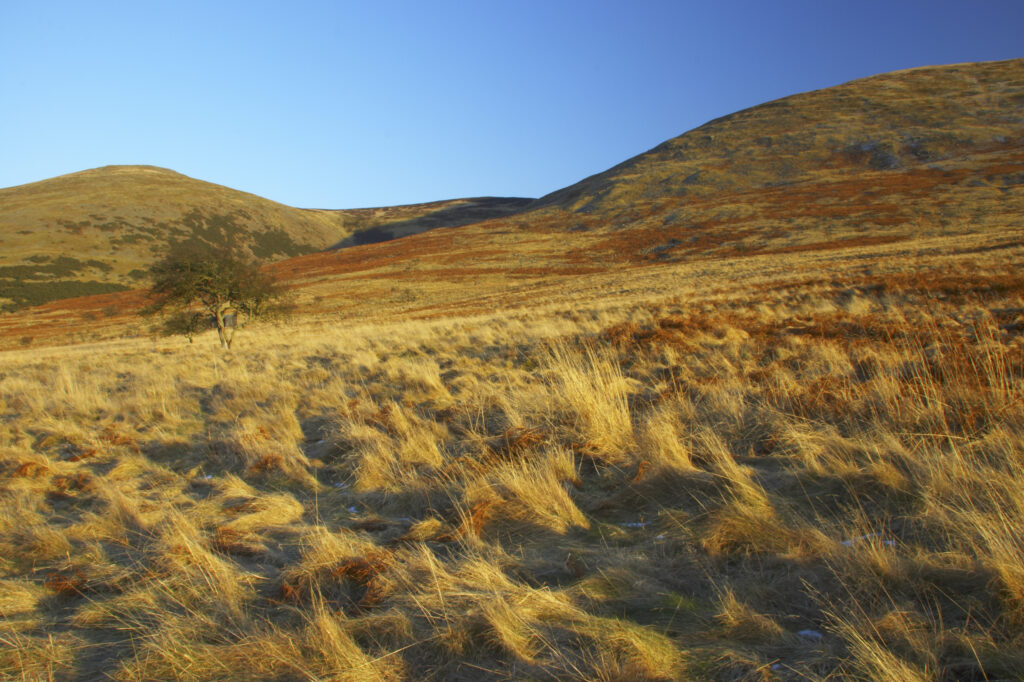 England, Northumberland, Northumberland National Park. The typical landscape encountered on the St Cuthberts way long distance track near Hethpool Mill as the track continues from the start of the College Valley to the town of wooler - the self proclaimed gateway to the cheviots and the Northumberland National Park