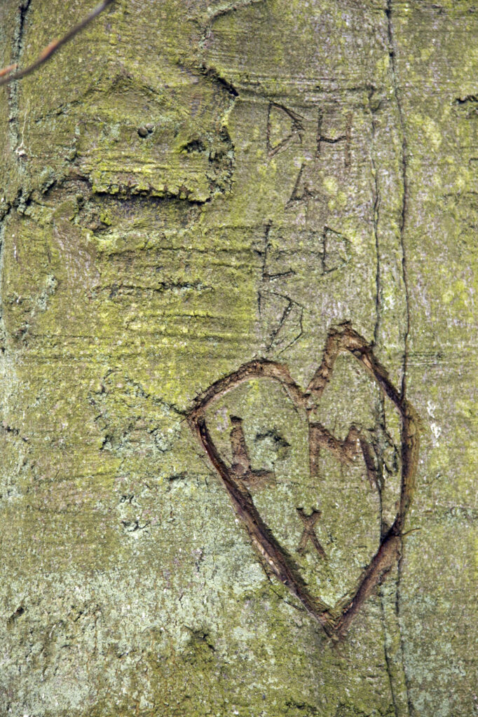 England, Tyne and Wear, Holywell Dene. Heart carved in wood on tree bark and trunk.