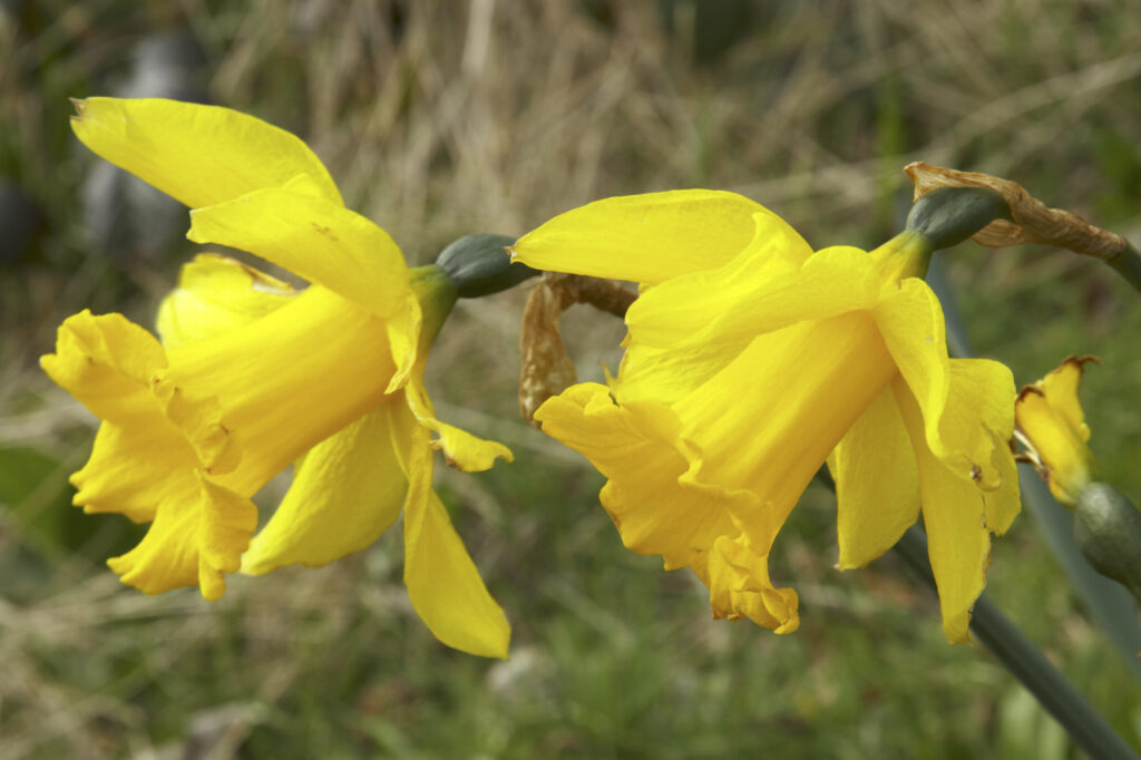 ENGLAND Northumberland holywell dene Daffodils in the popular recreational woodland near to Newcastle upon tyne