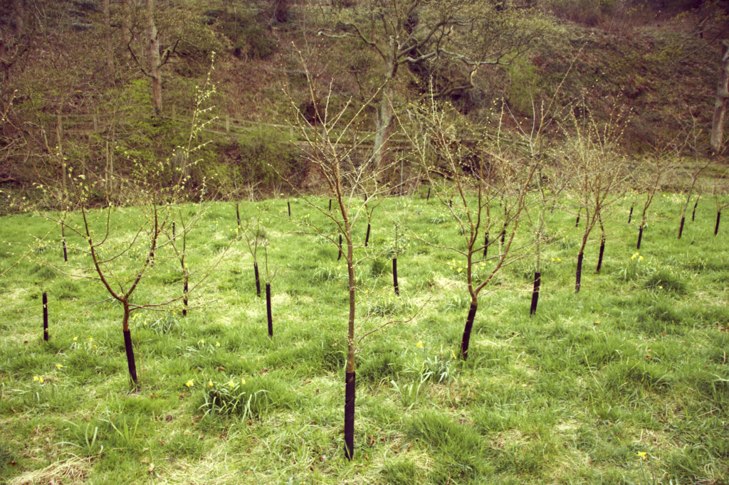 ENGLAND Northumberland holywell dene Young tree plantation in the popular recreational woodland near to Newcastle upon tyne