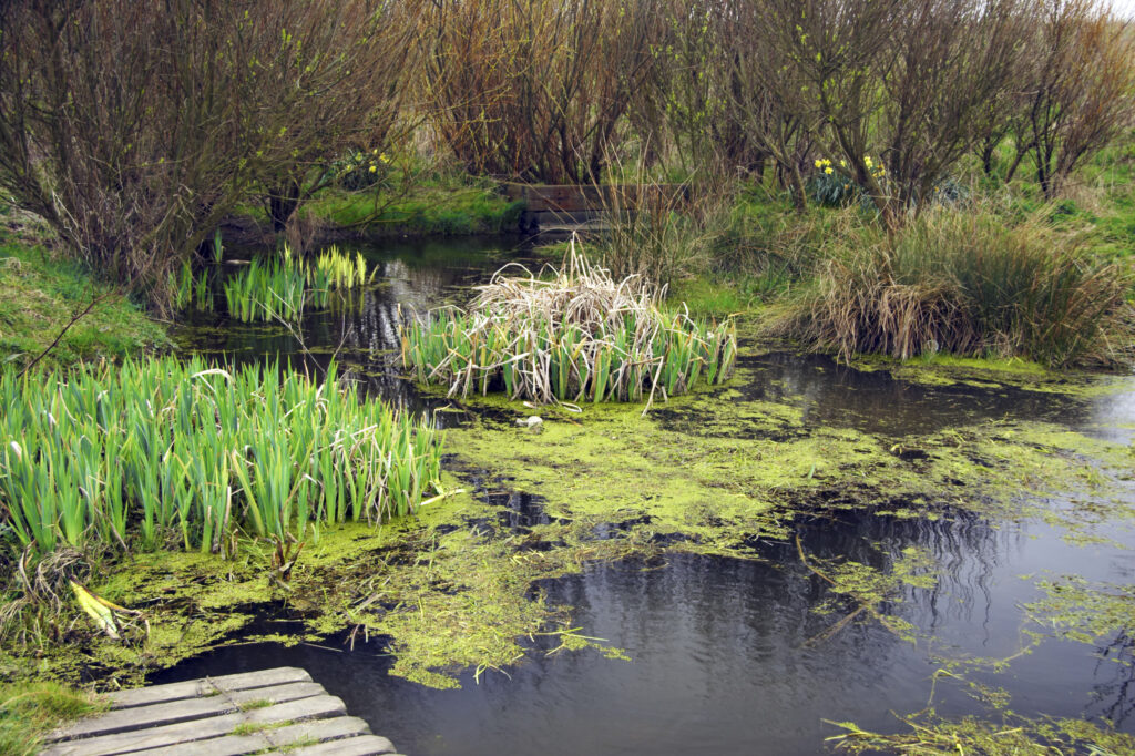 England, Tyne and Wear, Whitley Bay. A small pond provides a perfect habitat for wildlife near to the North Tyneside Coast