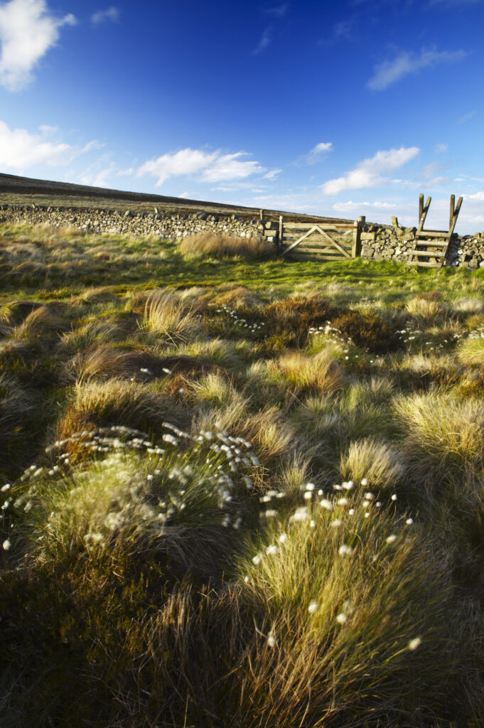 Scotland Scottish Borders The Pennine Way Cotton grass on moorland near the England Scotland border close to the Schil.