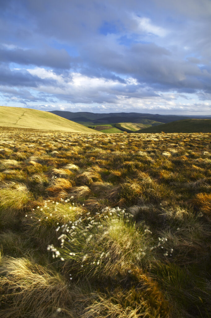 Scotland Scottish Borders The Pennine Way Cotton grass on moorland near the England Scotland border close to the Schil.