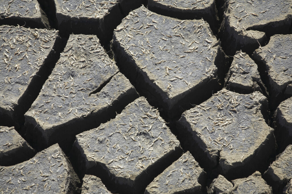 England, Northumberland, Budle Bay. Dried mud in a pool after a heat wave in the summer of 2006