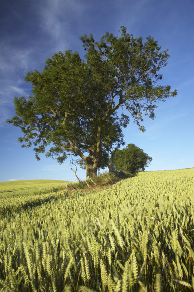 England, Northumberland, Budle Bay Trees surrounded by farmers crops in a field near Budle Bay in Northumberland