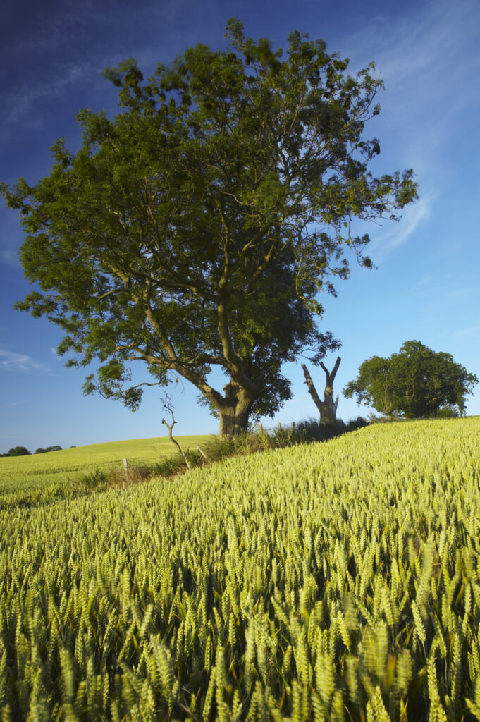 England, Northumberland, Budle Bay Trees surrounded by farmers crops in a field near Budle Bay in Northumberland