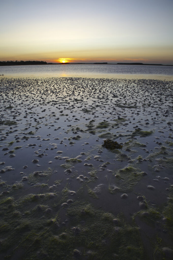 ENGLAND Northumberland Budle Bay. Sunset over Budle Bay near Bamburgh and part of the Northumberland Heritage Coast.