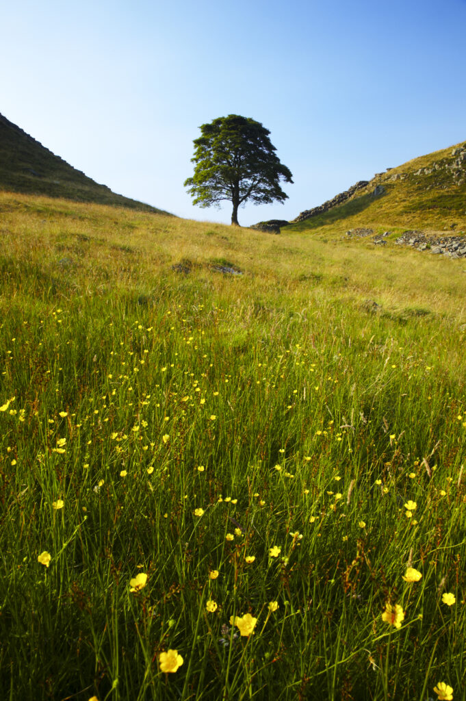 England, Northumberland, Northumberland National Park. Sycamore Gap, a famous landmark along Hadrians Wall in the Hadrians Wall World Heritage Site