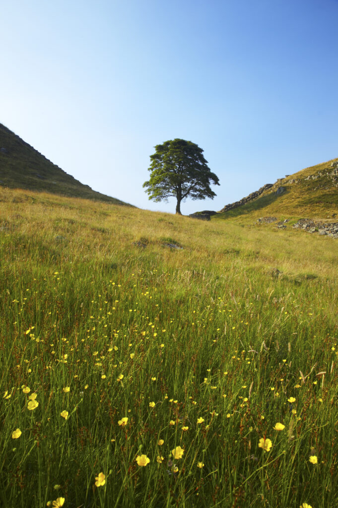 England, Northumberland, Northumberland National Park. Sycamore Gap, a famous landmark along Hadrians Wall in the Hadrians Wall World Heritage Site