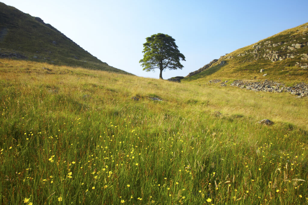England, Northumberland, Northumberland National Park. Sycamore Gap, a famous landmark along Hadrians Wall in the Hadrians Wall World Heritage Site