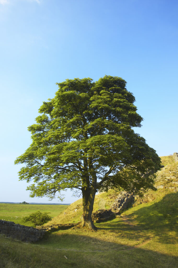 England, Northumberland, Northumberland National Park. Sycamore Gap, a famous landmark along Hadrians Wall in the Hadrians Wall World Heritage Site