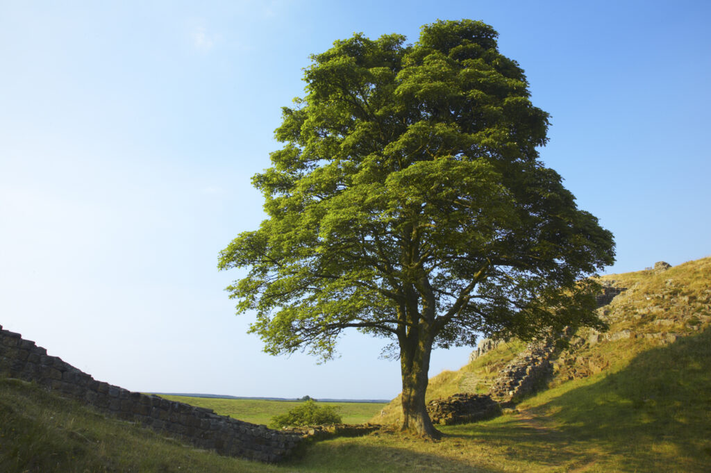 England, Northumberland, Northumberland National Park. Sycamore Gap, a famous landmark along Hadrians Wall in the Hadrians Wall World Heritage Site