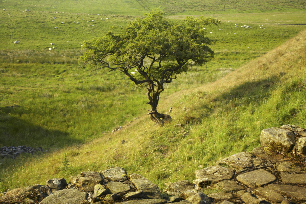 England, Northumberland, Northumberland National Park. Tree growing near Sycamore Gap, a famous landmark along Hadrians Wall in the Hadrians Wall World Heritage Site