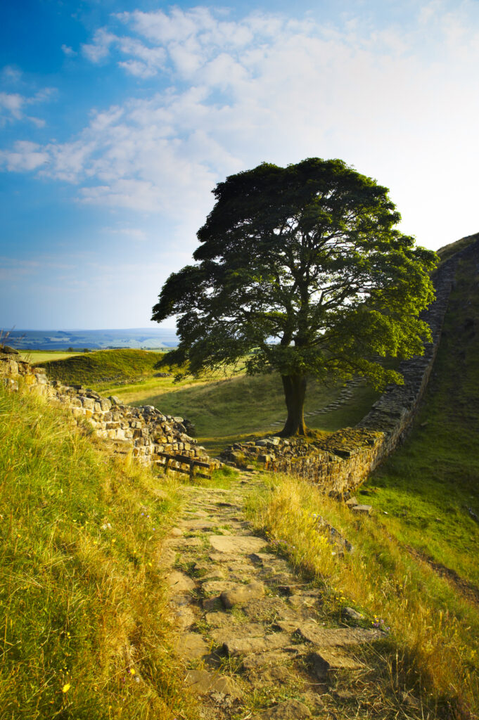 England, Northumberland, Northumberland National Park. Sycamore Gap, a famous landmark along Hadrians Wall in the Hadrians Wall World Heritage Site