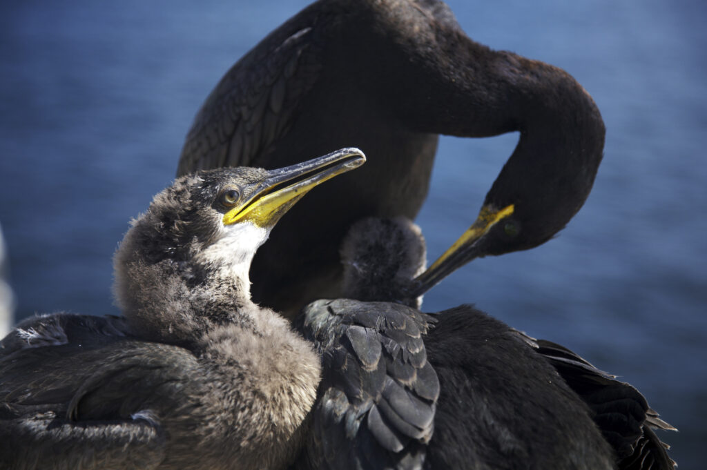 England Northumberland Farne Islands A nesting Shag and chicks photographed on the Farne islands