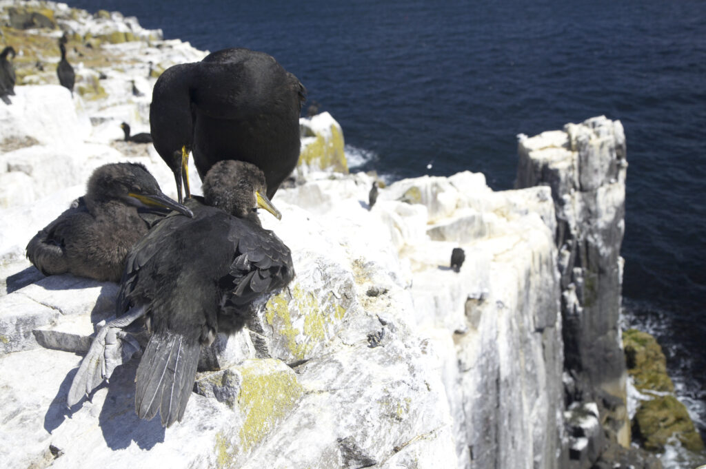 England Northumberland Farne Islands A nesting Shag and chicks photographed on the Farne islands