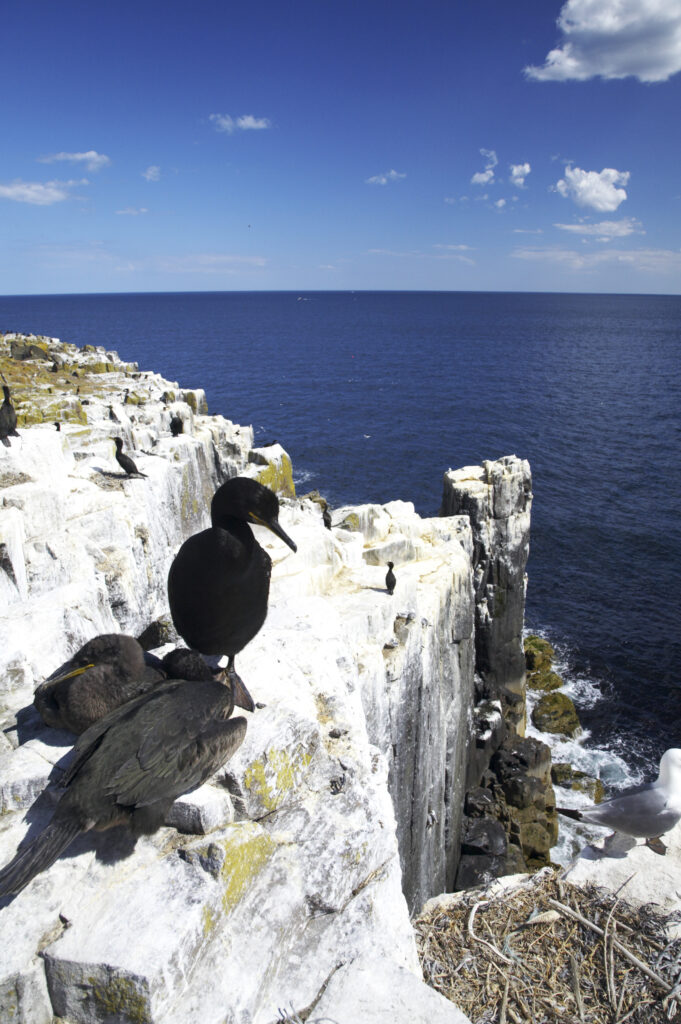 England Northumberland Farne Islands A nesting Shag and chicks photographed on the Farne islands