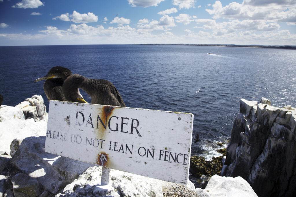 England Northumberland Farne Islands Birds hiding behind a danger sign on the Farne Islands