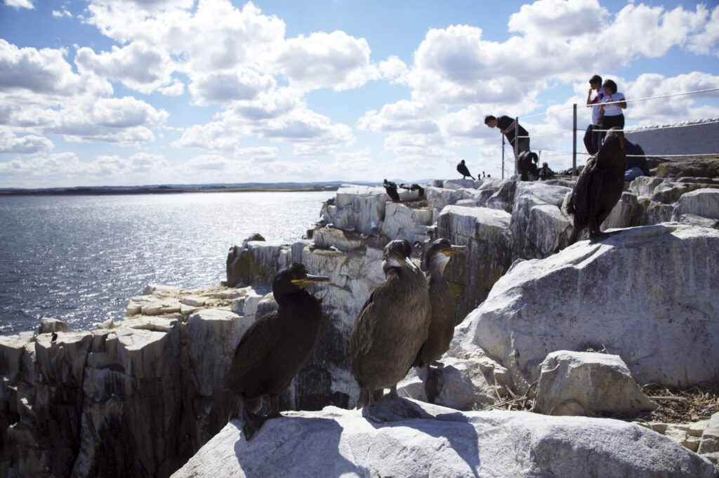 England Northumberland Farne Islands Bird watchers gather along a cliff on the Farne Islands