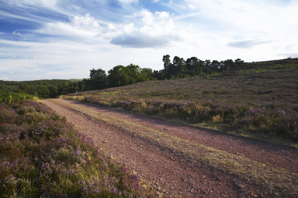 ENGLAND Northumberland Rothbury Track running through the open moorland of the Rothbury Terraces a popular spot for hikers