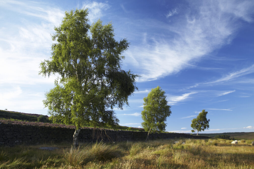 ENGLAND Northumberland Rothbury Trees and field near the Rothbury Terraces a popular spot for local and visiting walkers
