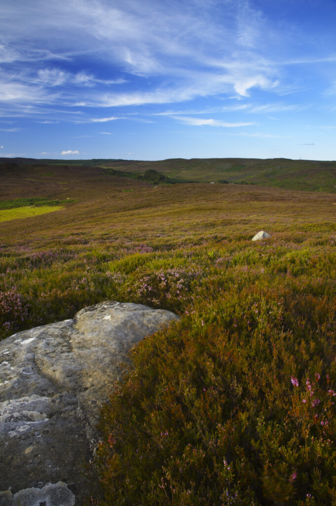 ENGLAND Northumberland Rothbury The open moorland of the Rothbury Terraces a popular spot for local and visiting walkers
