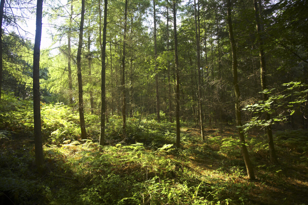 ENGLAND Worcestershire Wyre Forest A typical example of woodland within this Forestry Commission area