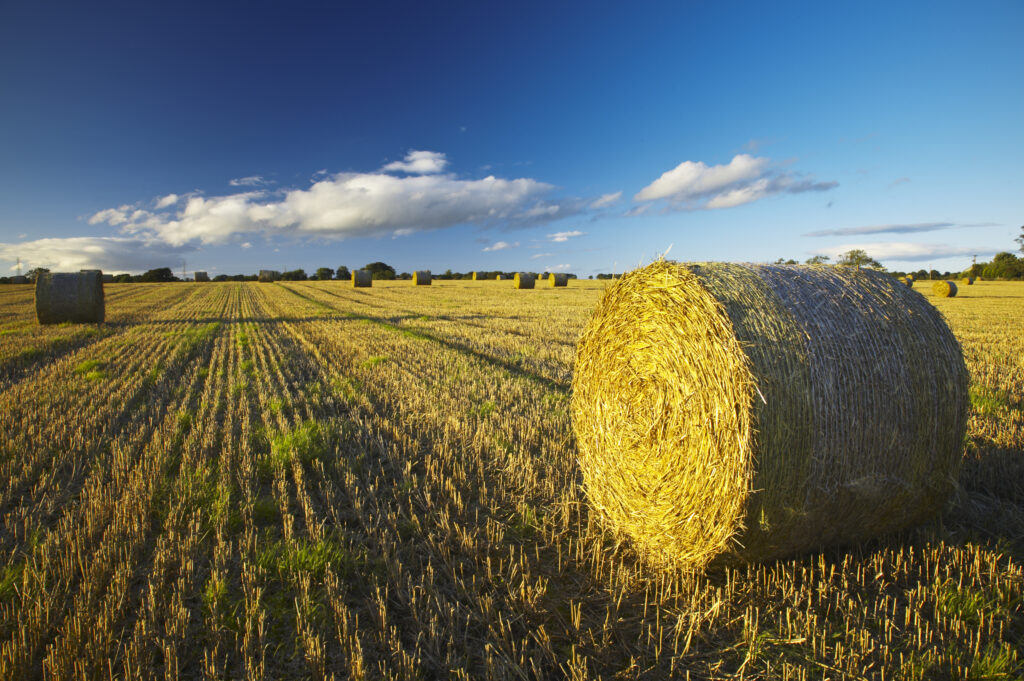 England, Northumberland, Ponteland. A classic late summer scene of round hay bales in a field in rural Northumberland.
