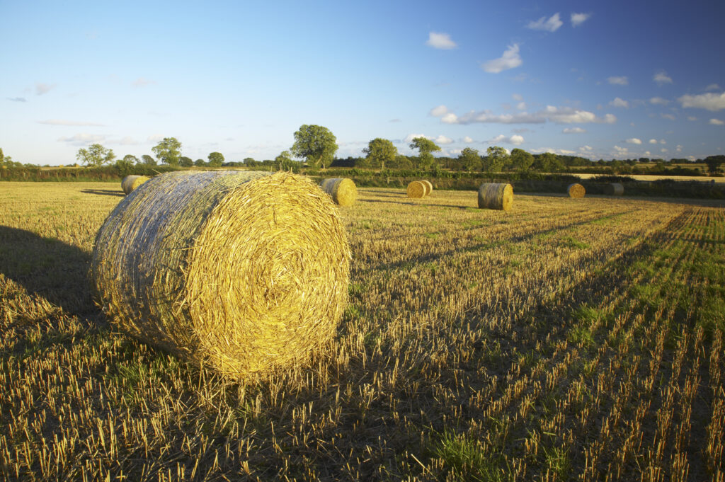 England, Northumberland, Ponteland. A classic late summer scene of round hay bales in a field in rural Northumberland.