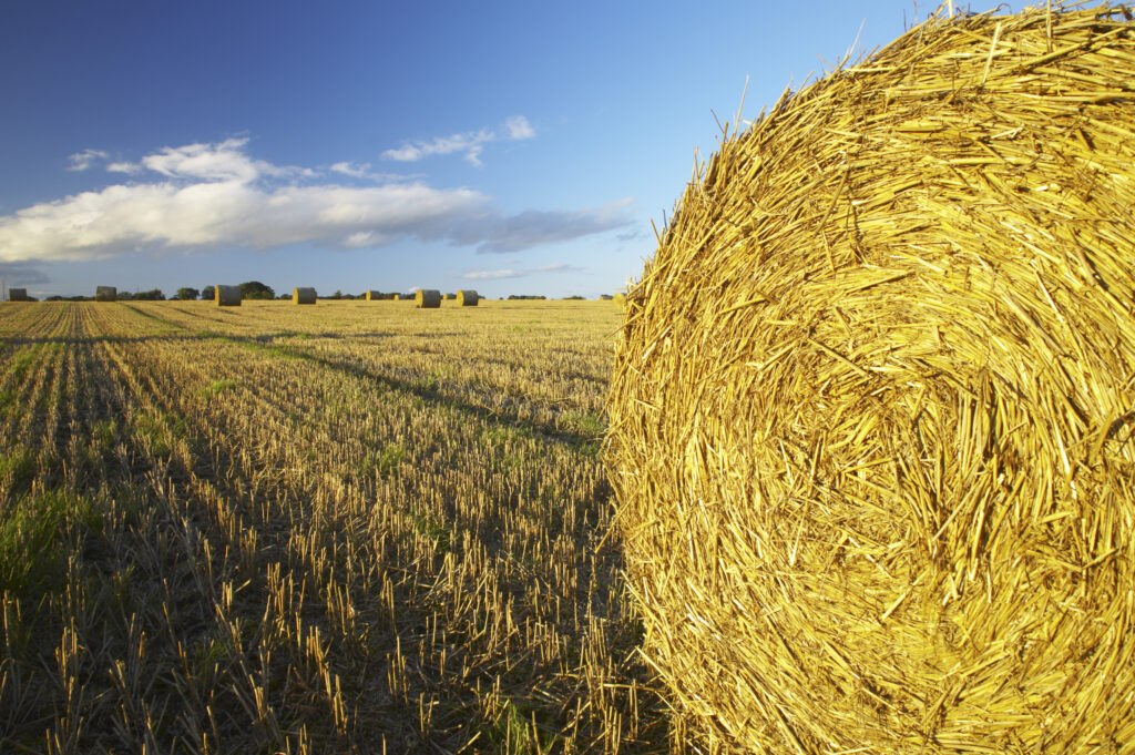 England, Northumberland, Ponteland. A classic late summer scene of round hay bales in a field in rural Northumberland.
