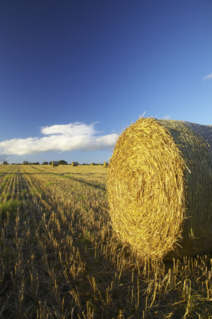 England, Northumberland, Ponteland. A classic late summer scene of round hay bales in a field in rural Northumberland.