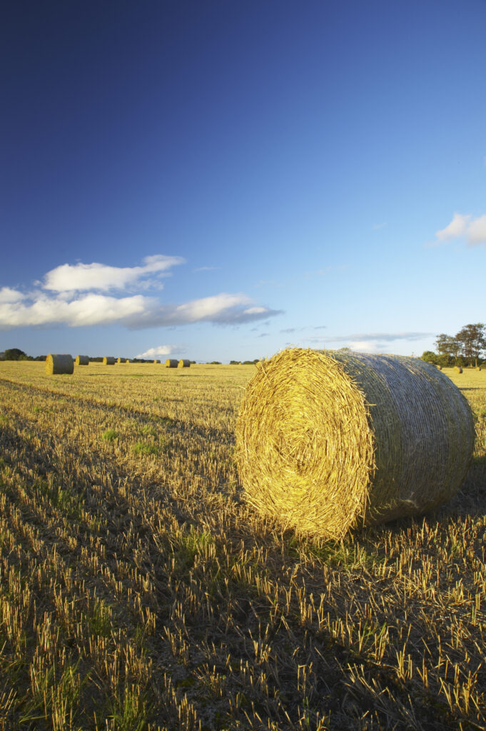 England, Northumberland, Ponteland. A classic late summer scene of round hay bales in a field in rural Northumberland.