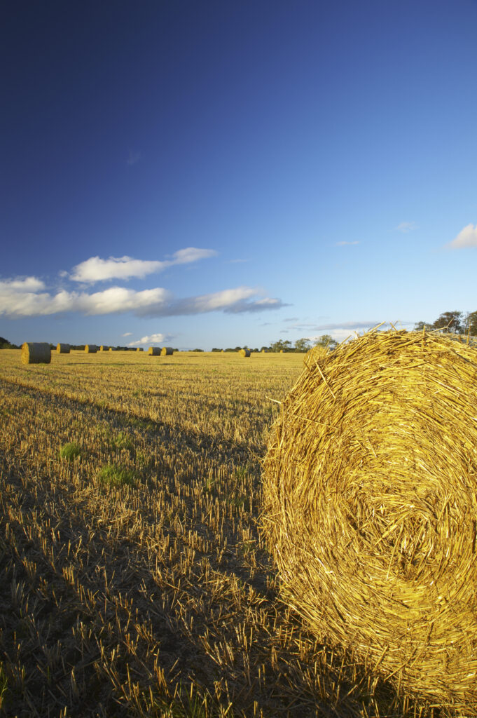 England, Northumberland, Ponteland. A classic late summer scene of round hay bales in a field in rural Northumberland.