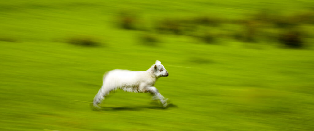 England, Cumbria, The Lake District National Park. A spring lamb running in a field near Dungeon Ghyll