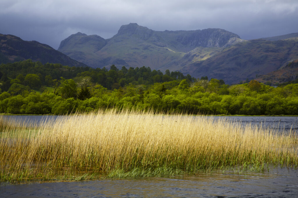 England, Cumbria, The Lake District National Park. Reeds in the still waters of Lake Elterwater with the Langdale mountains in the distance.