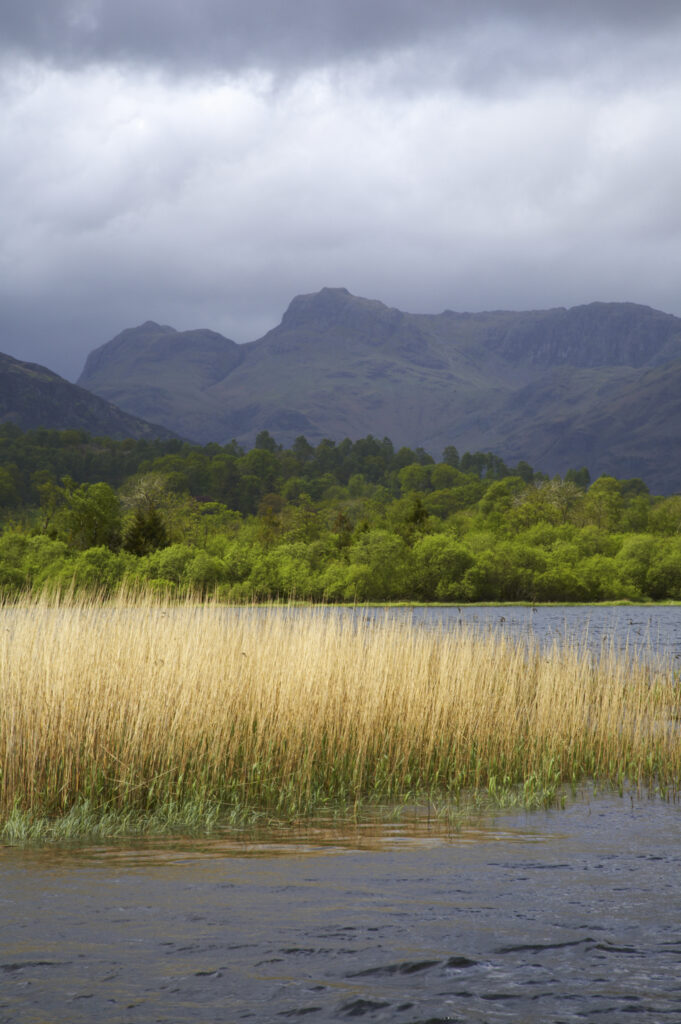 England, Cumbria, The Lake District National Park. Reeds in the still waters of Lake Elterwater with the Langdale mountains in the distance.