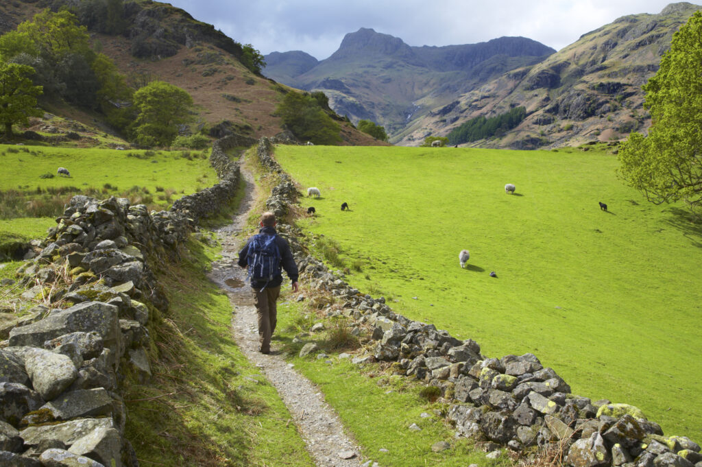 England, Cumbria, Lake District National Park. A hiker walking along the Cumbria Way near Chapel Stile, heading towards Dungeon Ghyll and the Langdale Mountains.