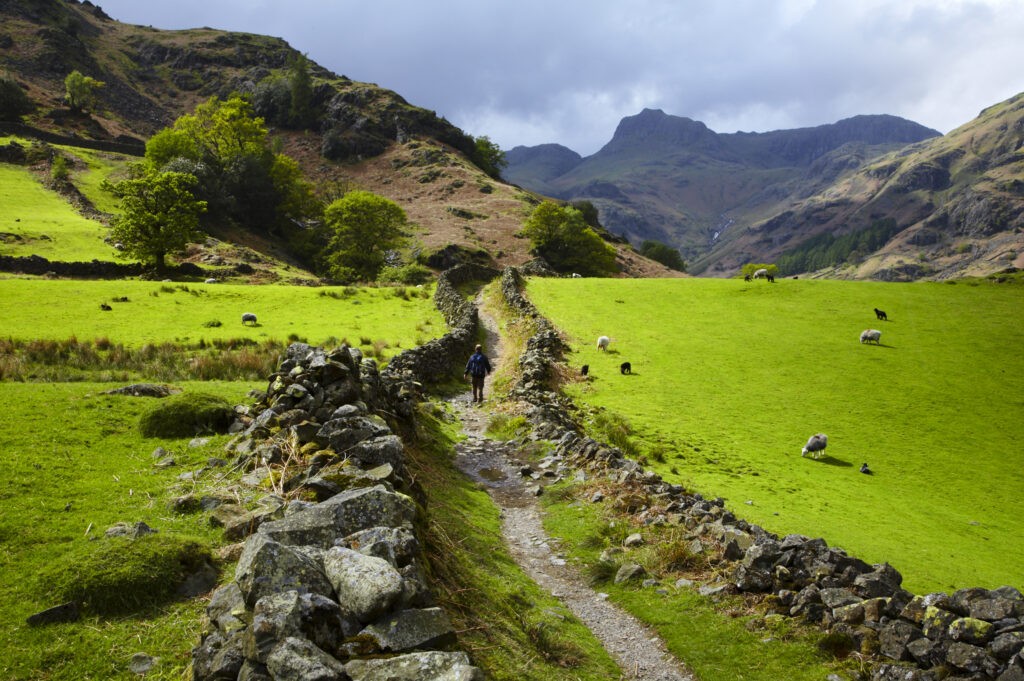England, Cumbria, Lake District National Park. A hiker walking along the Cumbria Way near Chapel Stile, heading towards Dungeon Ghyll and the Langdale Mountains.