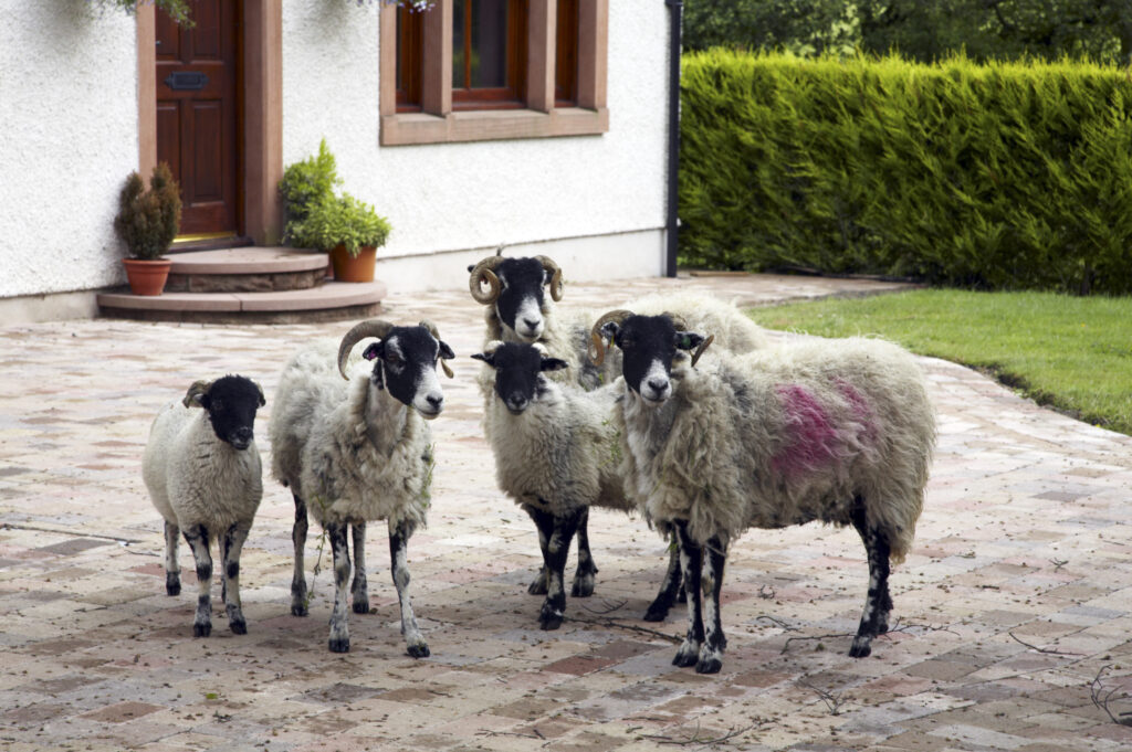 England, Cumbria, Caldbeck. A group of sheep visit a residental area in Cumbria.