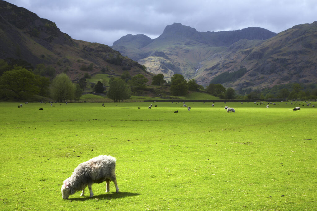 England, Cumbria, The Lake District National Park. Sheep grazing in a field near Chapel Stile with the Langdale Mountains in the distance.