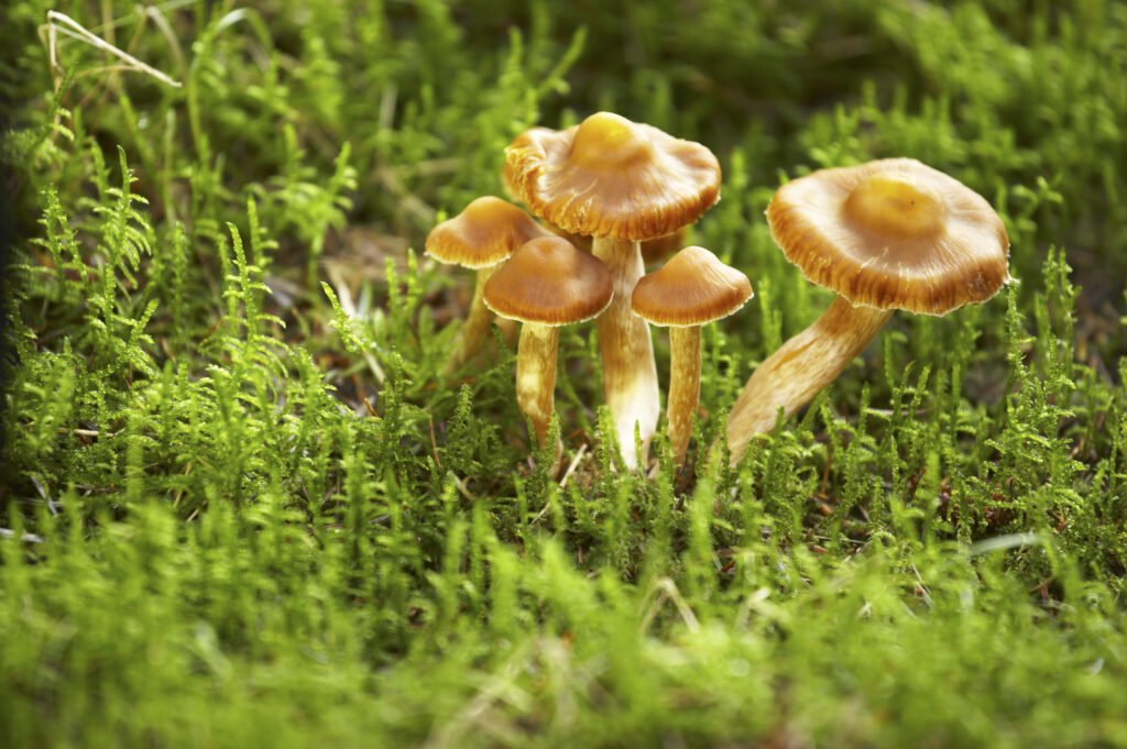 England, Northumberland, Northumberland National Park. Autumn shot of un-identified fungi / mushroom / toad stool in Forestry Commission woodlands on Middle Hill near Alwinton.