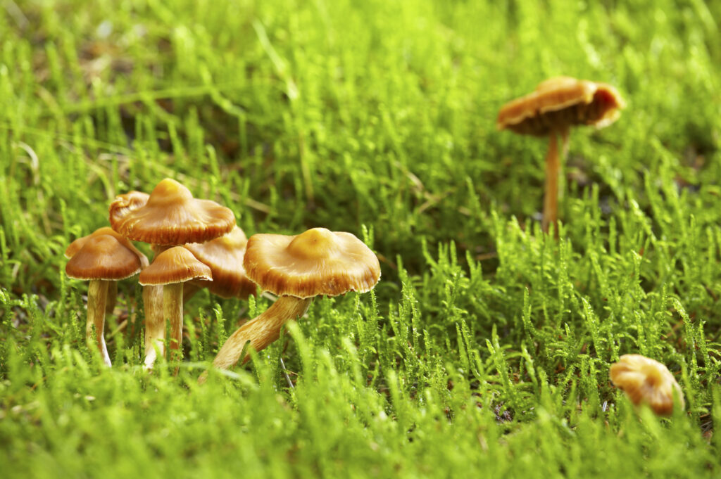 England, Northumberland, Northumberland National Park. Autumn shot of un-identified fungi / mushroom / toad stool in Forestry Commission woodlands on Middle Hill near Alwinton.