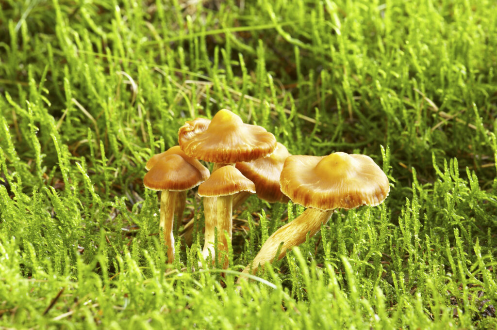 England, Northumberland, Northumberland National Park. Autumn shot of un-identified fungi / mushroom / toad stool in Forestry Commission woodlands on Middle Hill near Alwinton.