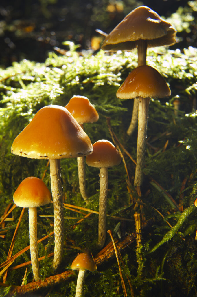 England, Northumberland, Northumberland National Park. Autumn shot of un-identified fungi / mushroom / toad stool in the Forestry Commission woodlands of Thrunton Woods.