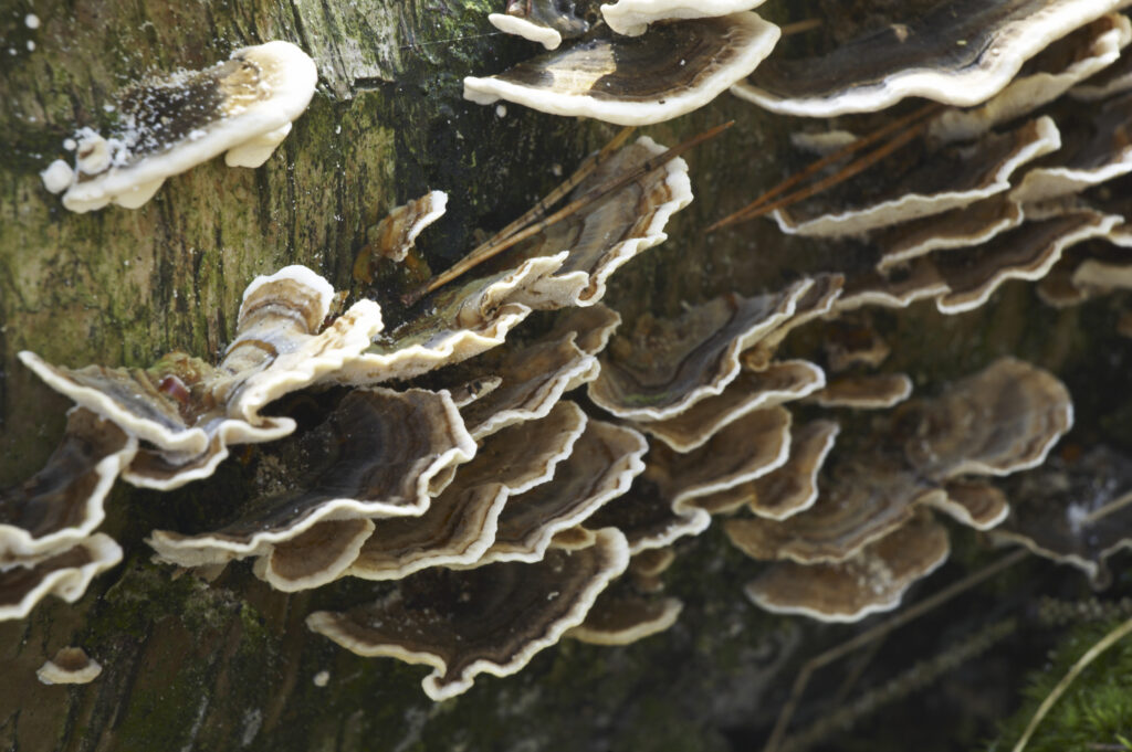 England, Northumberland, Northumberland National Park. Autumn shot of Turkey Wings or Many Zoned Polypore bracket fungus in the Forestry Commission woodlands of Thrunton Woods. (Coriolus Versicolor)